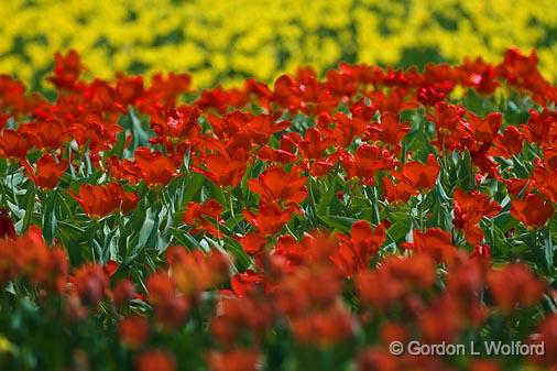 Two Tulip Beds_48083.jpg - Photographed in Ottawa, Ontario - the Capital of Canada.